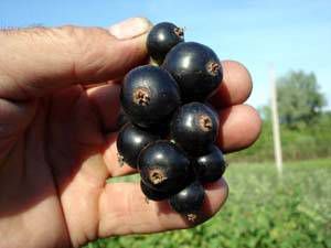 смородина Блакестон черная фото средний крупные (от 3г), выращивание, посадка и уход, купить Блакестон саженцы и семена