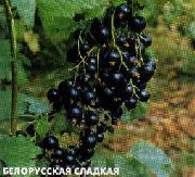 смородина Белорусская сладкая  черная фото средний маленькие (меньше 1г), выращивание, посадка и уход, купить Белорусская сладкая  саженцы и семена