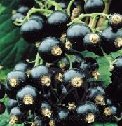 смородина Бен Ломонд черная фото поздний крупные (от 3г), выращивание, посадка и уход, купить Бен Ломонд саженцы и семена