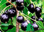 смородина Дружба черная фото средний крупные (от 3г), выращивание, посадка и уход, купить Дружба саженцы и семена