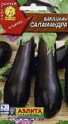 баклажаны Саламандра фото среднеспелый сорт, выращивание, посадка и уход, купить Саламандра семена