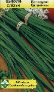 лук слизун Белорусский ботанический фото раннеспелый сорт, выращивание, посадка и уход, рассада, купить Белорусский ботанический семена