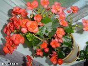 оранжевые садовые цветы Бегония вечноцветущая фото, выращивание, посадка и уход, купить Begonia semperflorens cultorum семена