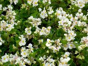 белые садовые цветы Бегония вечноцветущая фото, выращивание, посадка и уход, купить Begonia semperflorens cultorum семена