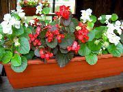 красные садовые цветы Бегония вечноцветущая фото, выращивание, посадка и уход, купить Begonia semperflorens cultorum семена