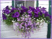 сиреневые садовые цветы Брахикома фото, выращивание, посадка и уход, купить Brachyscome семена