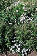 белые садовые цветы Брахикома фото, выращивание, посадка и уход, купить Brachyscome семена