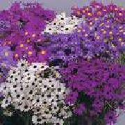 фиолетовые садовые цветы Брахикома фото, выращивание, посадка и уход, купить Brachyscome семена
