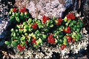     , ,   ,  Vaccinium vitis-idaea  