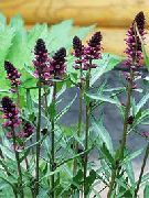 Вербейник (Лизимахия) черно-пурпурный садовые цветы