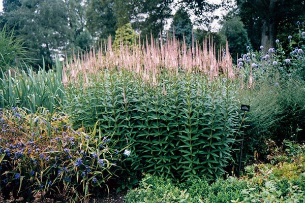 Вероника растение посадка и уход в открытом грунте фото многолетняя