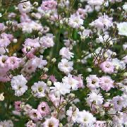      , ,   ,  Gypsophila paniculata 