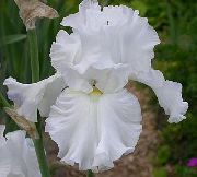      , ,   ,  Iris barbata 