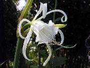 Исмене (Гименокаллис) садовые цветы