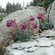 Камнеломка (саксифрага) садовые цветы