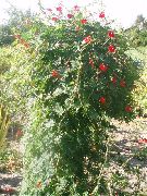 Квамоклит (Ипомея) садовые цветы