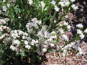     ()  , ,   ,  Limonium  