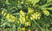     ()  , ,   ,  Limonium  