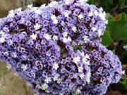     ()  , ,   ,  Limonium  