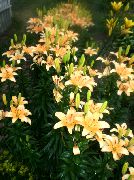 Лилия азиатская садовые цветы