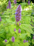     ( , ) , ,   ,  Agastache  