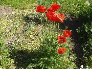       , ,   ,  Papaver orientale 