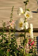 Мальва (Шток-роза, Алсея) садовые цветы