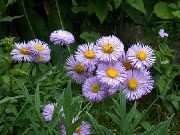     ()   , ,   ,  Erigeron glaucus 