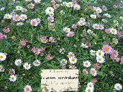 Мелколепестник (Эригерон) Карвинского садовые цветы