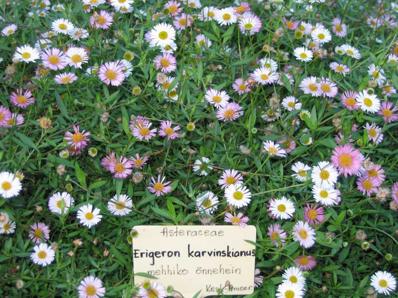 Эригерон Карвинского Erigeron karvinskianus