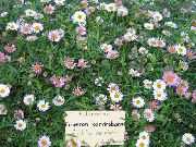     ()  , ,   ,  Erigeron  karvinskianus 