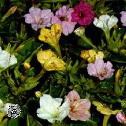       ( ) , ,   ,  Mirabilis jalapa 