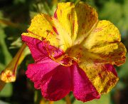       ( ) , ,   ,  Mirabilis jalapa 