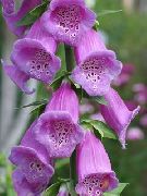     , ,   ,  Digitalis 