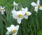 Нарцисс садовые цветы