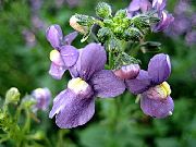     , ,   ,  Nemesia  