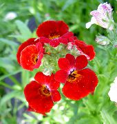     , ,   ,  Nemesia  