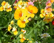     , ,   ,  Nemesia  