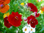     , ,   ,  Nemesia  