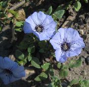 голубые садовые цветы Нолана фото, выращивание, посадка и уход, купить Nolana  семена