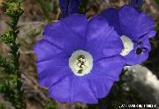 синие садовые цветы Нолана фото, выращивание, посадка и уход, купить Nolana  семена