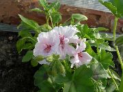 Пеларгония садовые цветы