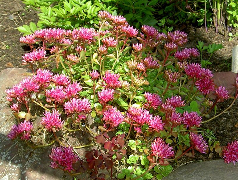 Очиток цветок садовый многолетний фото посадка и уход