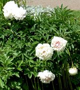     , ,   ,  Paeonia 