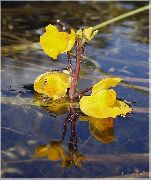  Utricularia vulgaris  