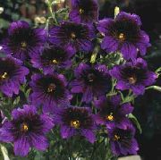     , ,   ,  Salpiglossis 