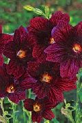     , ,   ,  Salpiglossis 