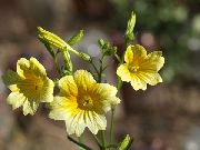     , ,   ,  Salpiglossis 