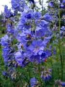     , ,   ,  Polemonium caeruleum  