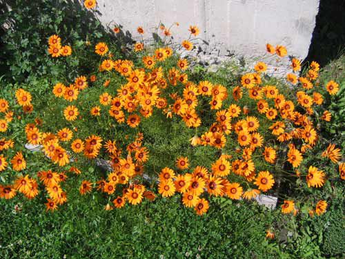 Урсиния — яркие цветки стойких клиноусиков